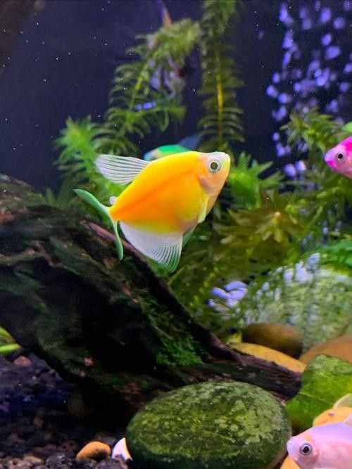 如何區分天然紅龍魚和染色魚(如何區分天然紅龍魚和染色魚對于養魚愛好者來說至關重要) 龍魚百科 第6張 如何區分天然紅龍魚和染色魚(如何區分天然紅龍魚和染色魚對于養魚愛好者來說至關重要) 如何區分天然紅龍魚和染色魚(如何區分天然紅龍魚和染色魚對于養魚愛好者來說至關重要) 龍魚百科 第6張