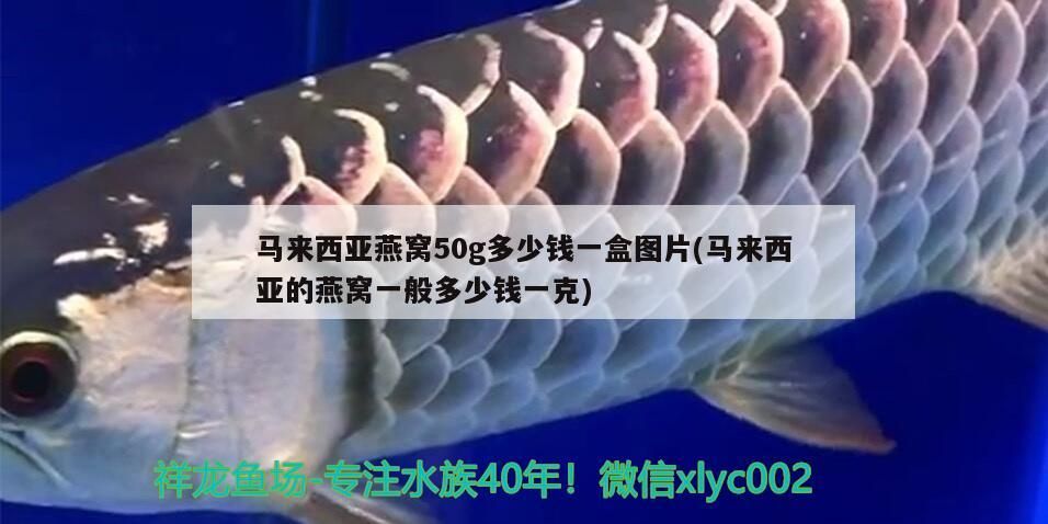 給大魚缸換水的作文:體驗給大魚缸換水的樂趣:體驗給大魚缸換水:給大魚缸換水的作文 馬來西亞燕窩50g多少錢一盒圖片(馬來西亞的燕窩一般多少錢一克)(馬來西亞燕窩50g多少錢一盒圖片和馬來西亞燕窩一般多少錢一克) 觀賞魚百科 馬來西亞燕窩50g多少錢一盒圖片(馬來西亞的燕窩一般多少錢一克)(馬來西亞燕窩50g多少錢一盒圖片和馬來西亞燕窩一般多少錢一克) 馬來西亞燕窩50g多少錢一盒圖片(馬來西亞的燕窩一般多少錢一克)(馬來西亞燕窩50g多少錢一盒圖片和馬來西亞燕窩一般多少錢一克) 觀賞魚百科