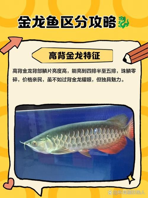 金龍魚(yú)藍(lán)色鱗片如何保養(yǎng)(金龍魚(yú)飼養(yǎng)全攻略) 龍魚(yú)百科 第6張 金龍魚(yú)藍(lán)色鱗片如何保養(yǎng)(金龍魚(yú)飼養(yǎng)全攻略) 金龍魚(yú)藍(lán)色鱗片如何保養(yǎng)(金龍魚(yú)飼養(yǎng)全攻略) 龍魚(yú)百科 第6張