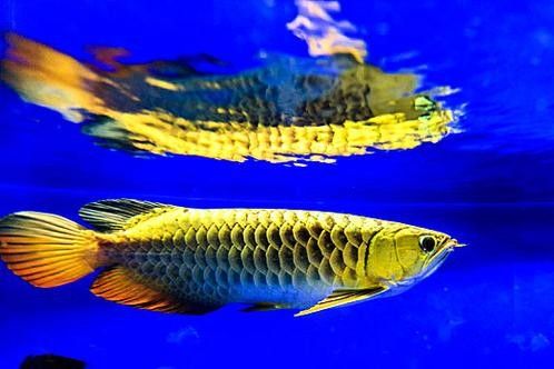 金龍魚(yú)藍(lán)色鱗片如何保養(yǎng)(金龍魚(yú)飼養(yǎng)全攻略) 龍魚(yú)百科 第3張 金龍魚(yú)藍(lán)色鱗片如何保養(yǎng)(金龍魚(yú)飼養(yǎng)全攻略) 金龍魚(yú)藍(lán)色鱗片如何保養(yǎng)(金龍魚(yú)飼養(yǎng)全攻略) 龍魚(yú)百科 第3張