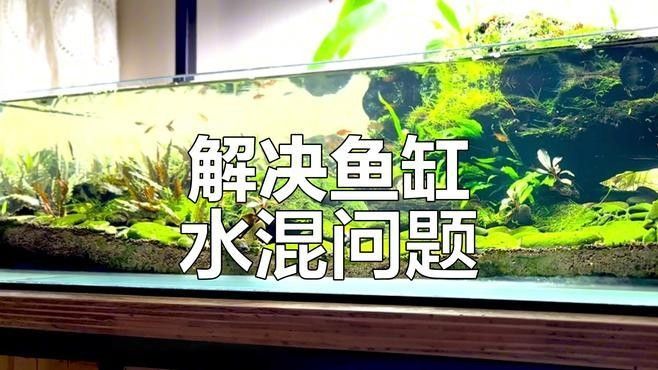 龍魚缸水渾濁有哪些常見原因（魚缸水總渾濁是怎么回事） 龍魚缸水渾濁有哪些常見原因（魚缸水總渾濁是怎么回事） 龍魚百科 第3張