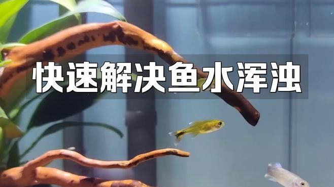 龍魚缸水渾濁有哪些常見原因（魚缸水總渾濁是怎么回事） 龍魚缸水渾濁有哪些常見原因（魚缸水總渾濁是怎么回事） 龍魚百科 第5張