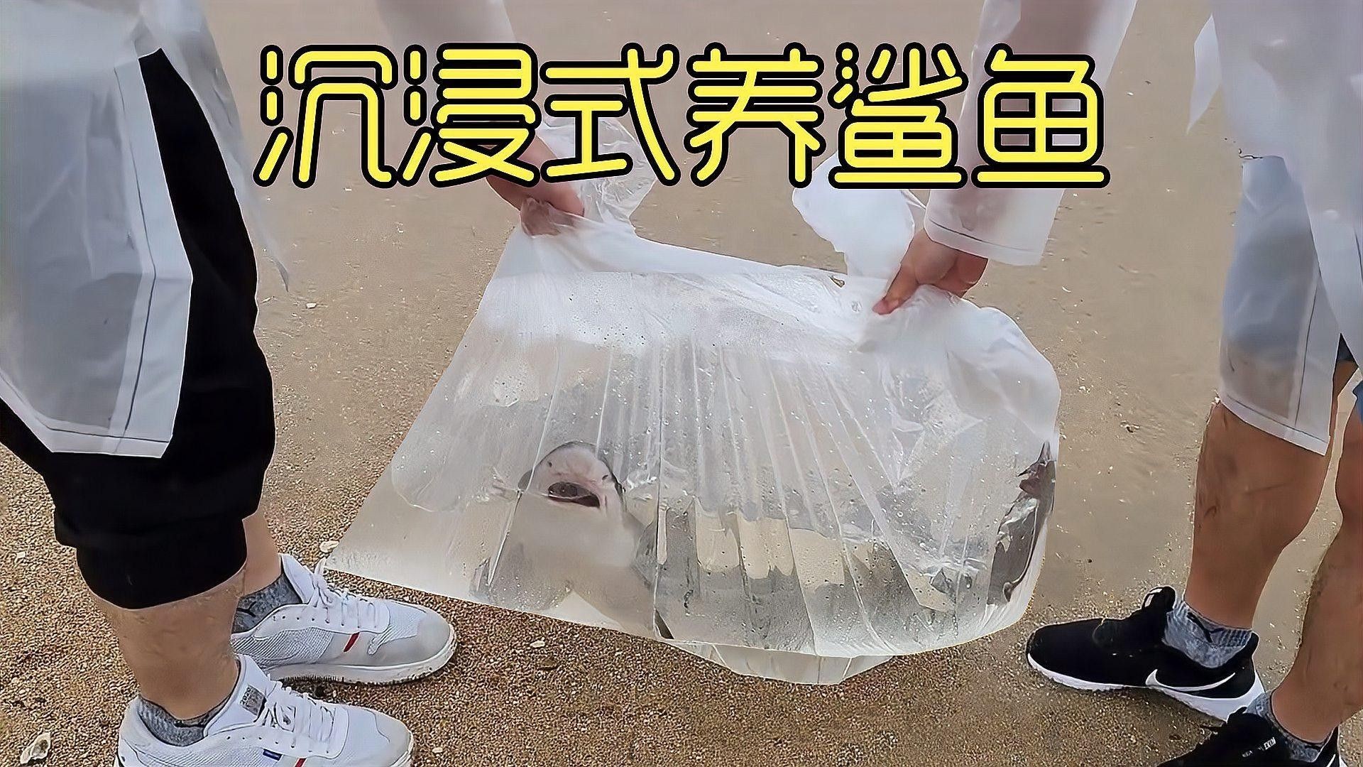 成吉思汗鯊魚混養多久會適應（如何判斷成吉思汗鯊魚是否適應環境？） 成吉思汗鯊魚混養多久會適應（如何判斷成吉思汗鯊魚是否適應環境？） 龍魚百科 第1張