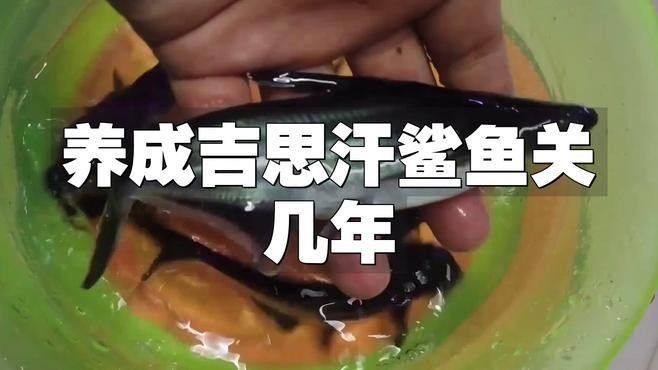 成吉思汗鯊魚混養多久會適應（如何判斷成吉思汗鯊魚是否適應環境？） 成吉思汗鯊魚混養多久會適應（如何判斷成吉思汗鯊魚是否適應環境？） 龍魚百科 第2張