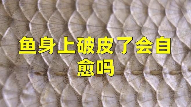 金龍魚潰爛會(huì)自愈嗎？（金龍魚潰爛能否自愈）