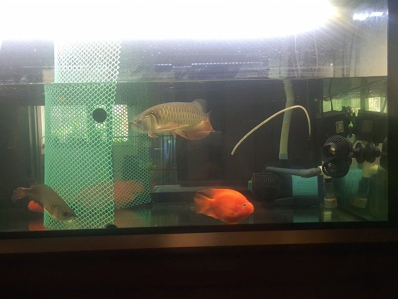 金龍魚潰爛會自愈嗎？（金龍魚潰爛能否自愈）