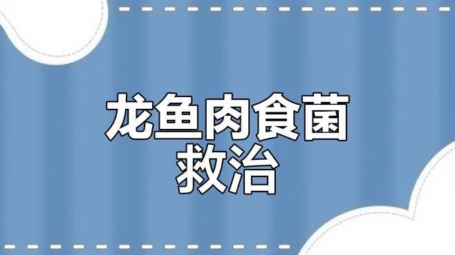 金龍魚潰爛會(huì)自愈嗎？（金龍魚潰爛能否自愈）