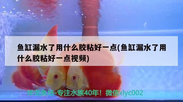 魚缸漏水了用什么膠粘好一點(魚缸漏水了用什么膠粘好一點視頻)（魚缸漏水了用什么膠粘好一點）