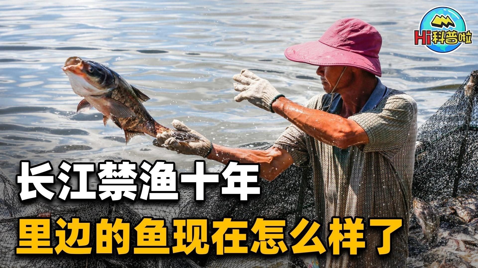 長江禁捕對漁業產業有何影響？（長江禁捕十年，里面的魚現在怎么樣了）