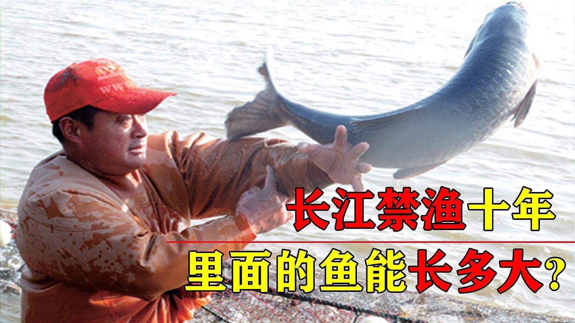 長江禁捕對漁業產業有何影響？（長江禁捕十年，里面的魚現在怎么樣了）