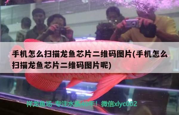 手機怎么掃描龍魚芯片二維碼圖片(手機怎么掃描龍魚芯片二維碼圖片呢)（vivo手機怎么掃描龍魚芯片二維碼圖片）