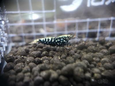 銀河星鉆魚最佳飼料選擇，如何自制銀河星鉆魚飼料，銀河星鉆魚飼料營養成分分析