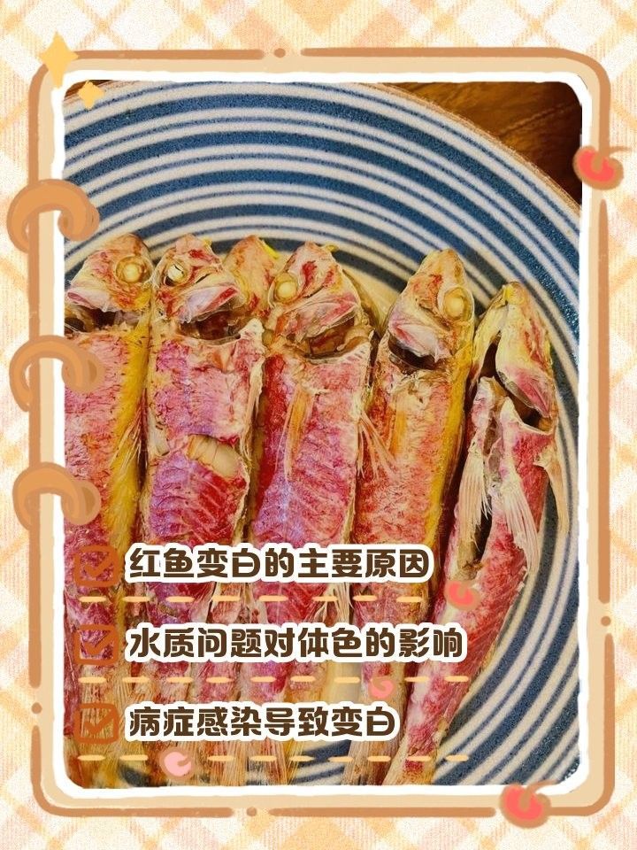 紅龍魚變白多久會恢復(fù)？（紅龍魚變白的恢復(fù)時間）