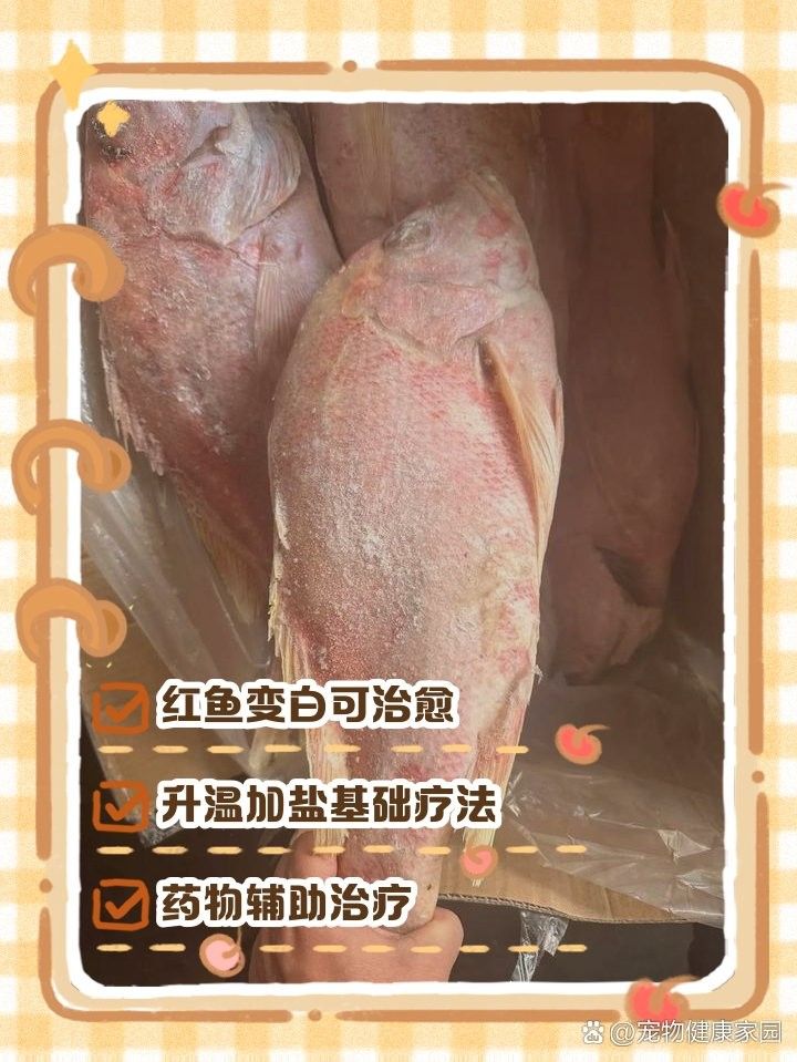 紅龍魚變白多久會恢復(fù)？（紅龍魚變白的恢復(fù)時間）