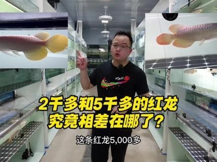 紅龍魚福龍王的價格是多少（廣州龍魚祥龍魚場,通化紅龍魚價格2688貴嗎）