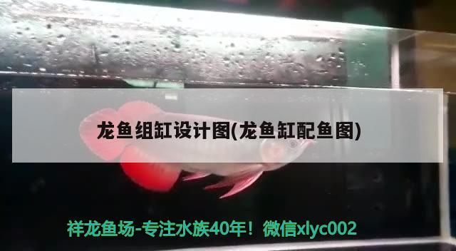 龍魚組缸設(shè)計圖(龍魚缸配魚圖)（紅龍魚組缸設(shè)計圖） 龍魚組缸設(shè)計圖(龍魚缸配魚圖)（紅龍魚組缸設(shè)計圖） 觀賞魚百科