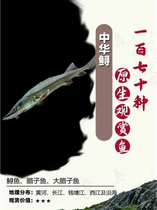 如何區分不同種類的鱘龍魚(如何區分鱘龍魚的種類) 龍魚百科 第4張 如何區分不同種類的鱘龍魚(如何區分鱘龍魚的種類) 如何區分不同種類的鱘龍魚(如何區分鱘龍魚的種類) 龍魚百科 第4張
