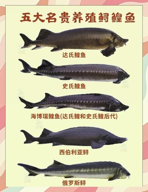 如何區分不同種類的鱘龍魚(如何區分鱘龍魚的種類) 龍魚百科 第6張 如何區分不同種類的鱘龍魚(如何區分鱘龍魚的種類) 如何區分不同種類的鱘龍魚(如何區分鱘龍魚的種類) 龍魚百科 第6張