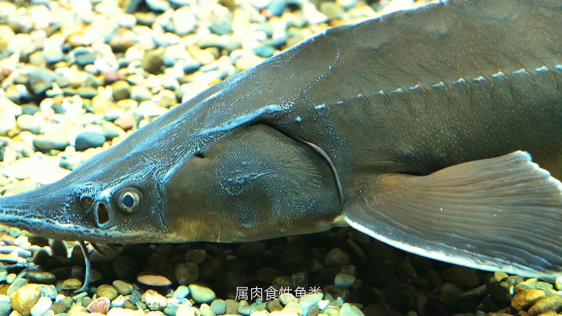如何區分不同種類的鱘龍魚（如何區分鱘龍魚的種類） 如何區分不同種類的鱘龍魚（如何區分鱘龍魚的種類） 龍魚百科 第8張