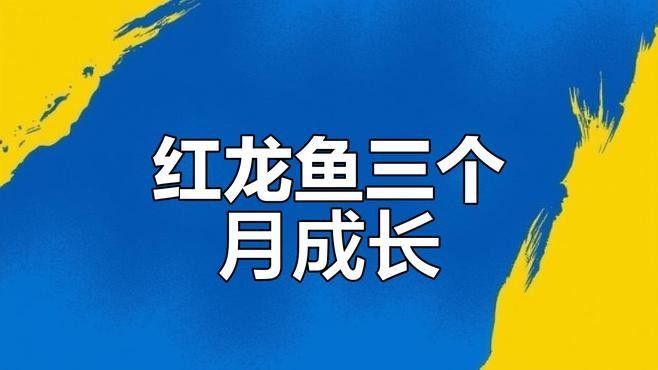 大湖紅龍魚多久能長大（從紅龍魚幼魚到成魚需要多長時間）