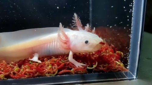 六角龍魚冬季可以多久不喂食（六角龍魚冬季喂食策略）