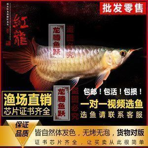 韶山哪里賣龍魚：韶山市區內暫時沒有明確的龍魚專賣店或寵物市場