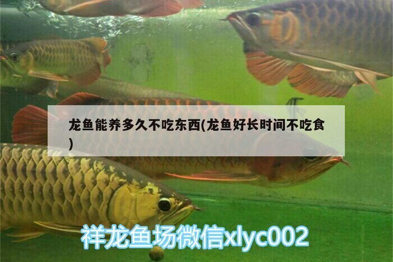 龍魚(yú)能養(yǎng)多久不吃東西(龍魚(yú)好長(zhǎng)時(shí)間不吃食)（龍魚(yú)能養(yǎng)多久不吃東西）