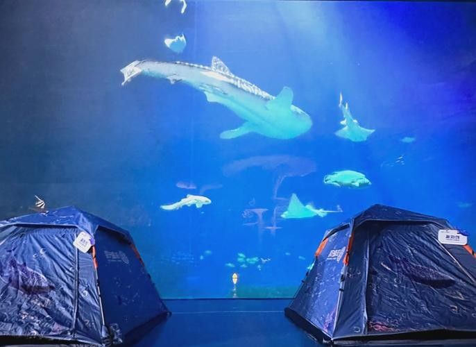 鯨鯊館夜宿體驗包括哪些內(nèi)容？（珠海長隆海洋王國鯨鯊館夜宿體驗是一種獨特的旅游活動）