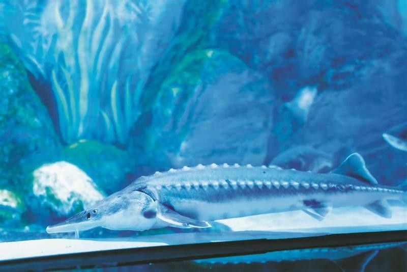 遂昌哪個水族館龍魚好？祥龍魚場龍魚（浙東淡水魚館的龍魚價格如何浙東淡水魚館有哪些龍魚品種）