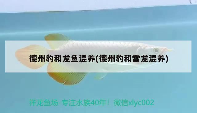 <strong><mark>德州</mark></strong>豹和龍魚混養(<strong><mark>德州</mark></strong>豹和雷龍混養)（<strong><mark>德州</mark></strong>豹和龍魚混養）