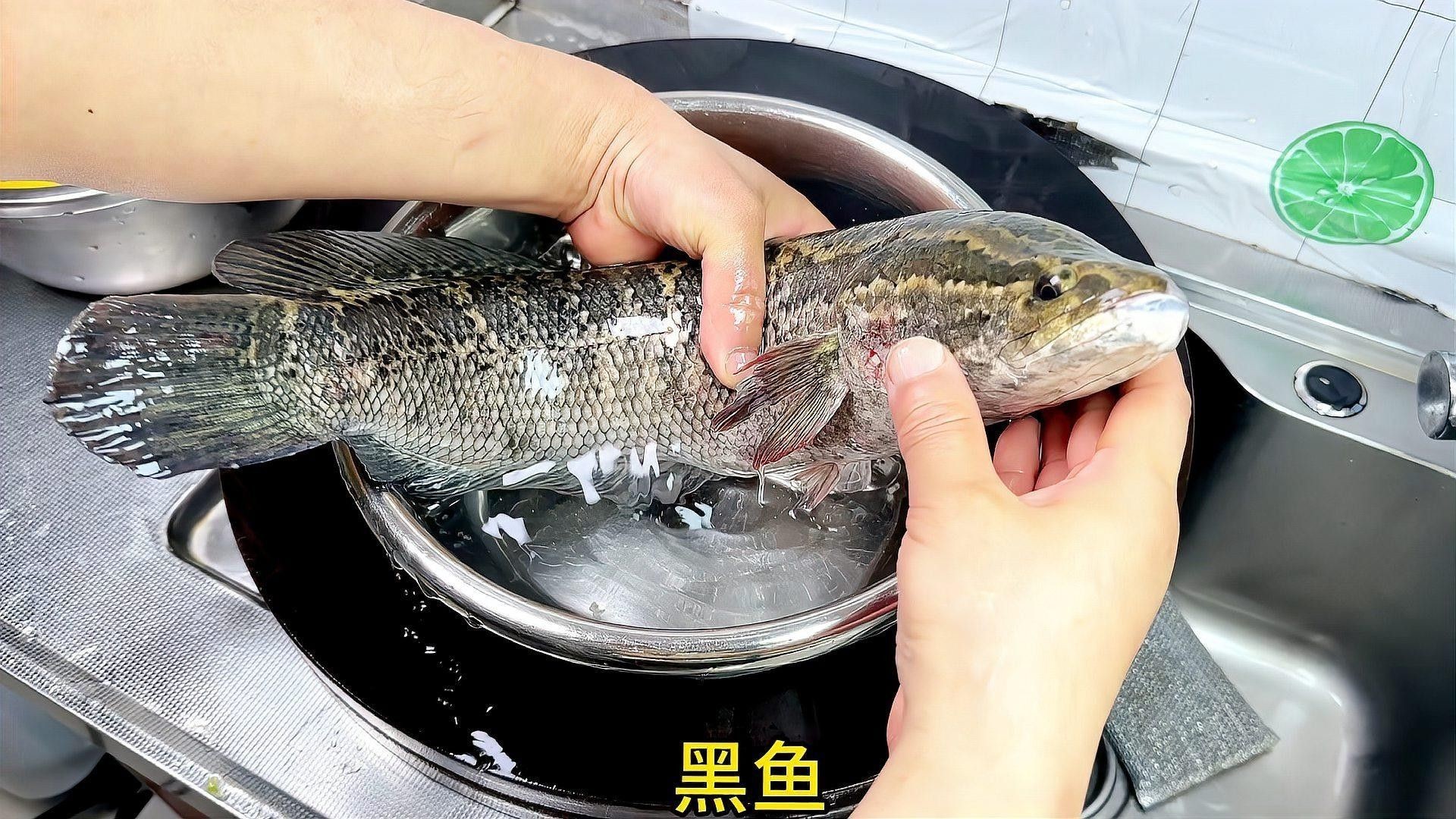 爆炒烏魚片有哪些口味變化？（爆炒烏魚片哪種口味最受歡迎爆炒烏魚片哪種口味最受歡迎） 爆炒烏魚片有哪些口味變化？（爆炒烏魚片哪種口味最受歡迎爆炒烏魚片哪種口味最受歡迎） 龍魚百科 第3張