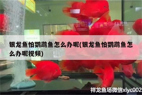 銀龍魚怕鸚鵡魚怎么辦呢(銀龍魚怕鸚鵡魚怎么辦呢視頻)（銀龍魚怕鸚鵡怕鸚鵡魚怎么辦）