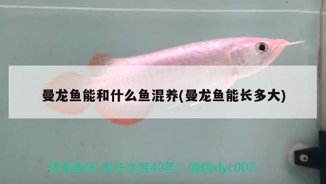 曼龍魚能和什么魚混養(yǎng)(曼龍魚能長多大)