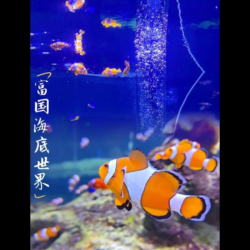 北侖哪個水族館龍魚好？祥龍魚場龍魚（北侖地區與祥龍魚場有哪些水族館推薦？）