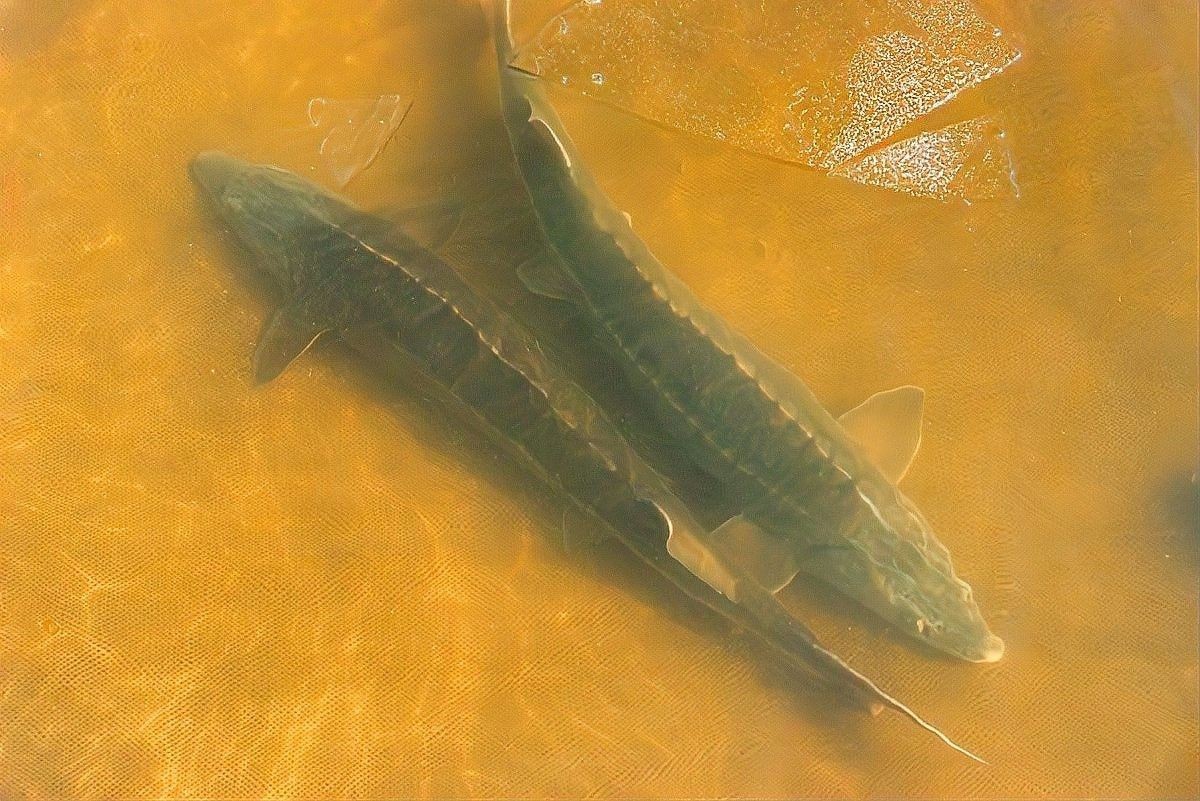 龍魚鰭條恢復后如何護理？（揭秘!魚鰭斷裂,龍魚能否奇跡般再生） 龍魚鰭條恢復后如何護理？（揭秘!魚鰭斷裂,龍魚能否奇跡般再生） 龍魚百科 第4張