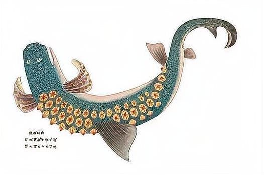 如何區分中華鱘和鱘龍魚（中華鱘與鱘龍魚的區別）