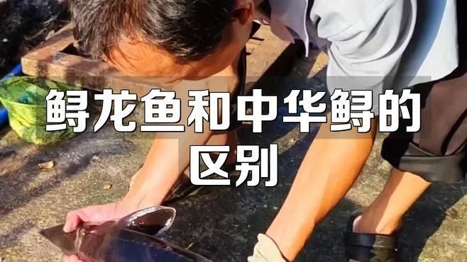 如何區分中華鱘和鱘龍魚（中華鱘與鱘龍魚的區別）