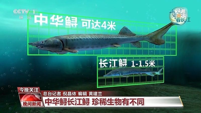 如何區分中華鱘和鱘龍魚（中華鱘與鱘龍魚的區別）