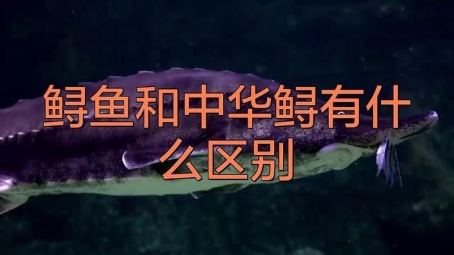 如何區分中華鱘和鱘龍魚（中華鱘與鱘龍魚的區別）