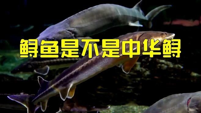 如何區分中華鱘和鱘龍魚（中華鱘與鱘龍魚的區別）