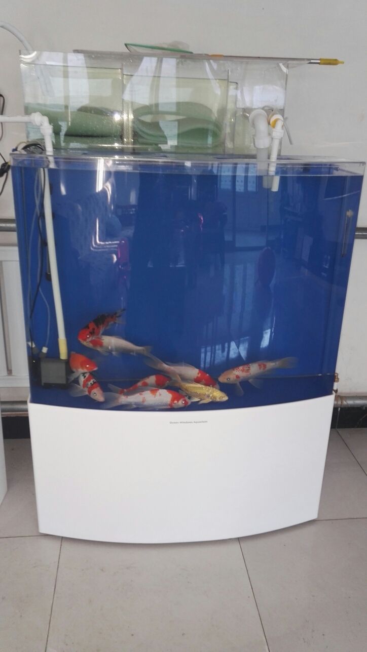 永州觀賞魚市場上過濾改造之前的過濾系統(tǒng)太小了魚屎根本過濾不了小泵抽不上去大泵直接從過濾棉上邊流過（新手養(yǎng)魚之過濾） 永州觀賞魚市場上過濾改造之前的過濾系統(tǒng)太小了魚屎根本過濾不了小泵抽不上去大泵直接從過濾棉上邊流過（新手養(yǎng)魚之過濾） 觀賞魚百科 第2張