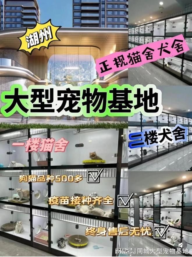 湖州寵物市場有賣龍魚的嗎（湖州寵物市場有賣龍魚的嗎，）