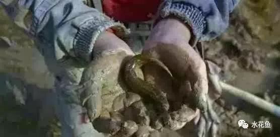 如何預防龍魚黏液減少（如何有效預防龍魚黏液的產生） 如何預防龍魚黏液減少（如何有效預防龍魚黏液的產生） 龍魚百科 第2張