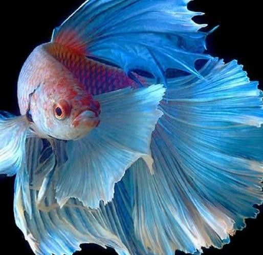 哪些觀賞魚適合懶人（12種最適合懶人養的觀賞魚）