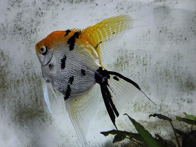 哪些觀賞魚適合懶人（12種最適合懶人養的觀賞魚）