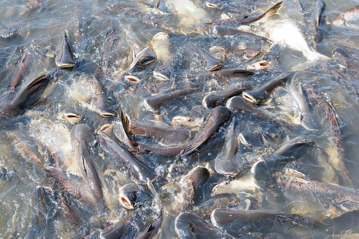 如何飼養非洲黑龍魚（非洲黑龍魚的飼養指南）