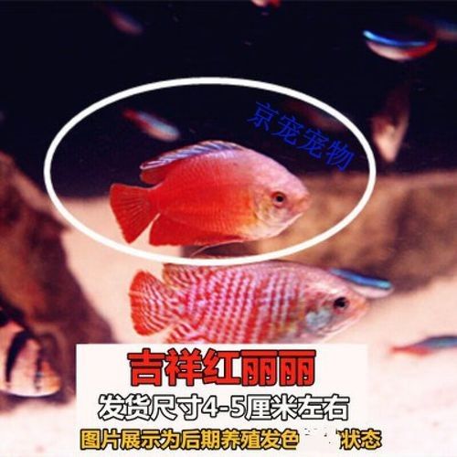 金龍魚和藍鯊的食物選擇（開封市社科聯揭秘金龍魚快速成長秘訣:科學喂食與慢養原則）