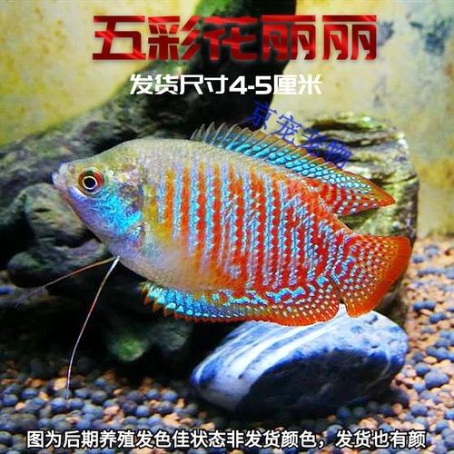 金龍魚和藍鯊的食物選擇（開封市社科聯揭秘金龍魚快速成長秘訣:科學喂食與慢養原則）