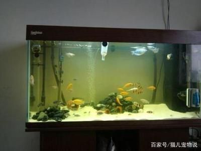 藍(lán)帆三間魚水質(zhì)監(jiān)測方法，關(guān)于藍(lán)帆三間魚的水質(zhì)監(jiān)測方法 藍(lán)帆三間魚水質(zhì)監(jiān)測方法，關(guān)于藍(lán)帆三間魚的水質(zhì)監(jiān)測方法 觀賞魚百科 第3張
