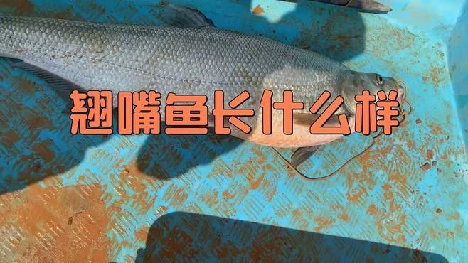 如何判斷翹嘴是否開口？（判斷一個人是否在開口（即是否在說話）可以通過觀察面部表情） 如何判斷翹嘴是否開口？（判斷一個人是否在開口（即是否在說話）可以通過觀察面部表情） 龍魚百科 第4張